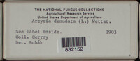 Arcyria denudata image